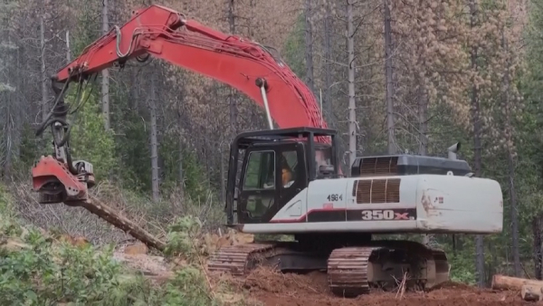 Масштабная очистка лесов началась в Калифорнии