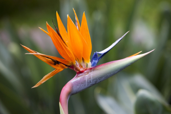 Субтропическое растение из Африки расцвело в Ботаническом саду МГУ