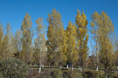 О погоде в Казахстане до пятницы сообщили синоптики