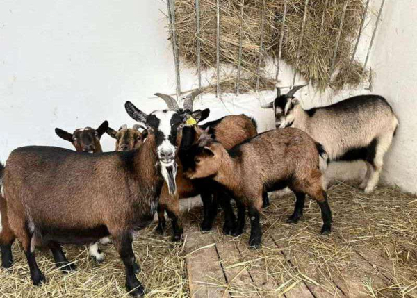 В Карагандинский зоопарк переехали камерунские козы и южно-американские альпаки