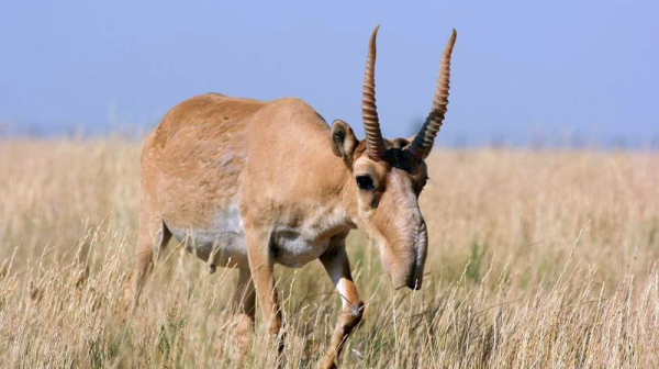 В Казахстане не планируют продлевать мораторий на отстрел сайгаков