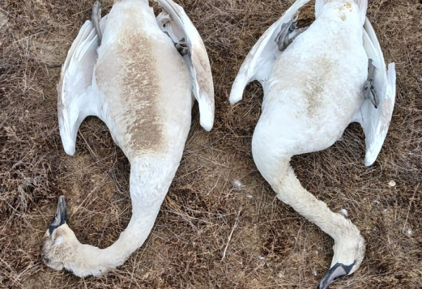 Rixos Aktau проверят из-за гибели более 800 лебедей в Мангистау