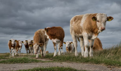 Казахстан и Китай подписали важный протокол по экспорту крупного рогатого скота