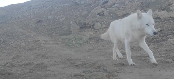 Редкого белого волка запечатлела фотоловушка в Мангистауской области