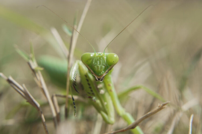 В Татарстане в 2026 году нашествие саранчи не ожидается