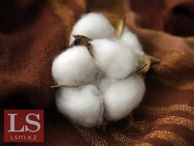 Китайская компания поможет запустить глубокую переработку хлопка на юге Казахстана