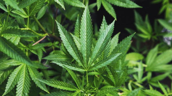 Казахстанец обратится в суд с просьбой разрешить марихуану