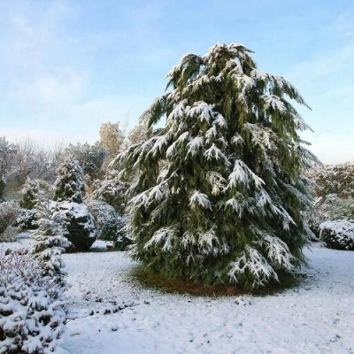 Иголки без острых углов: гармония хвойных на даче