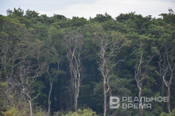 В мае в регионах ПФО, включая Татарстан, прогнозируют превышение значений пожарной опасности