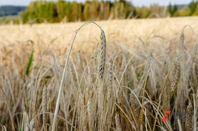 Марийские продукты доехали до восьми стран и принесли полтора милллиона долларов