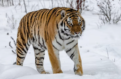 Четырех амурских тигров Россия передаст Казахстану