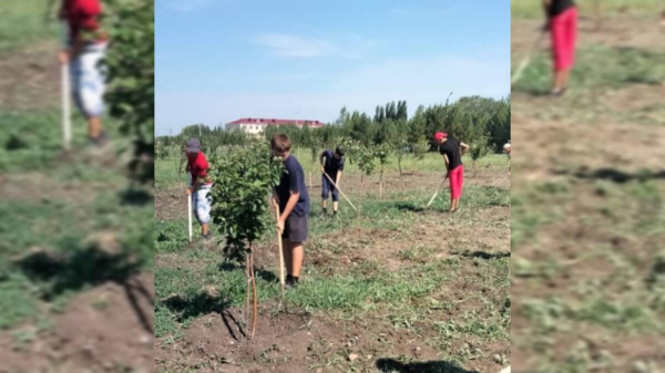 Созданный по просьбе сельчан фруктовый сад дал первый урожай в Костанайской области
