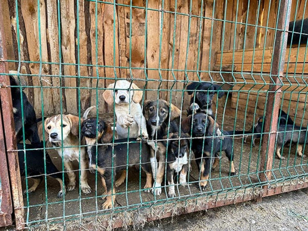 16 щенят спасли в лесопосадке недалеко от Костаная