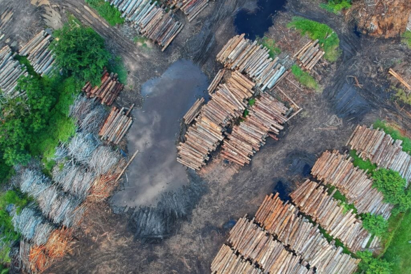 Минэкологии не смогло взыскать и половины ущерба от незаконной вырубки леса