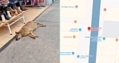 Толстый пес стал достопримечательностью в Google Maps