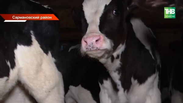 Очаг пастереллеза в соседних регионах: Татарстан ужесточил контроль за ввозом животных