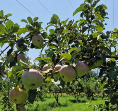 В Казахстане возрождают легендарный сорт яблони &laquo;Апорт&raquo;