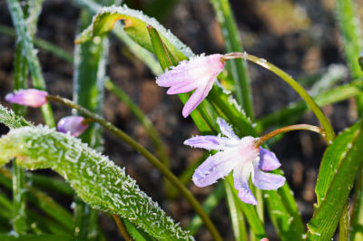 Ночные заморозки ожидаются в Карагандинской области