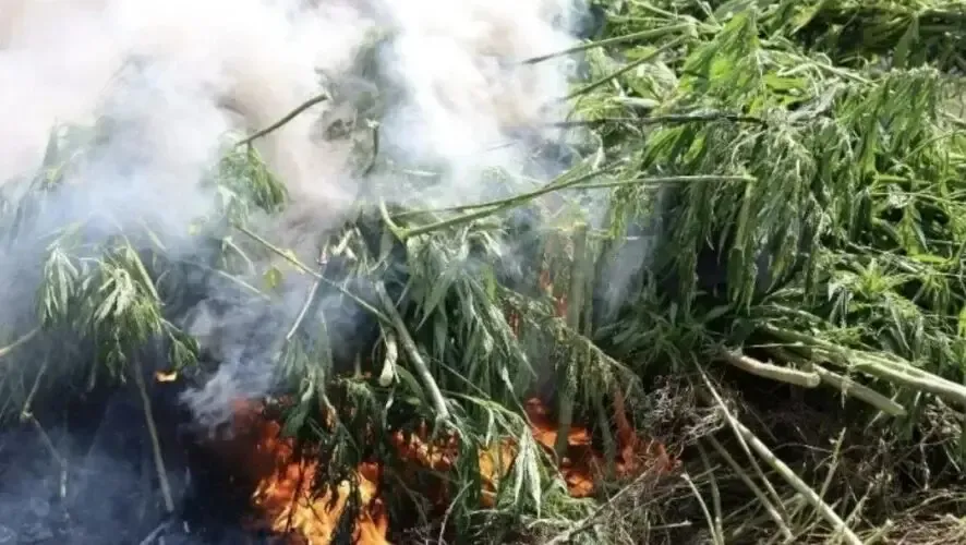 В Бугульминском районе уничтожили очаги дикорастущей конопли