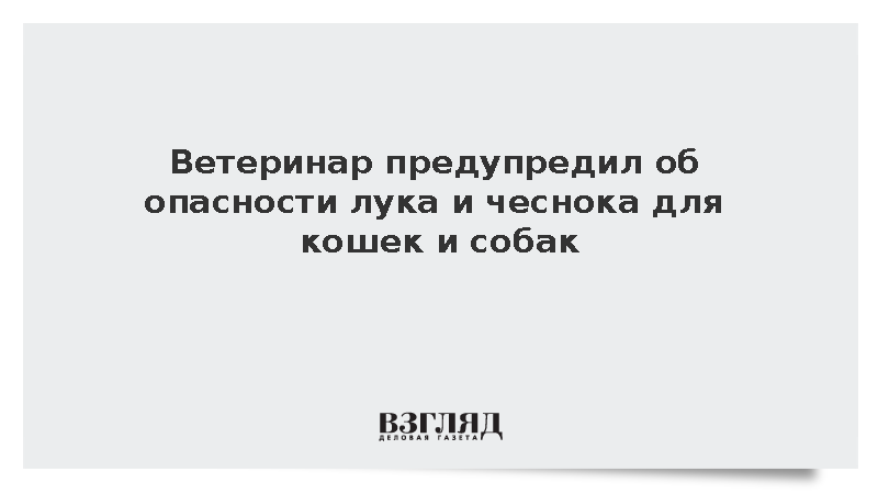 Ветеринар предупредил об опасности лука и чеснока для кошек и собак