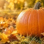 Ученый КФУ рассказал, как сохранить тыкву до весны