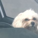 Жители Татарстана могут получить бесплатную юридическую помощь по вопросам животных