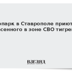Зоопарк в Ставрополе приютил спасенного в зоне СВО тигренка