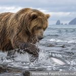 Ученый и шаман объяснили выход медведей к людям и нападения