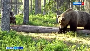 В Татарстане участились встречи людей с медведями