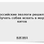 Российские экологи решили обучать собак искать в море китов