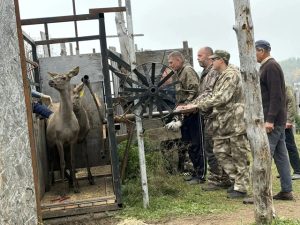 В Татарстане впервые чипировали маралов