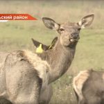 «Прописка» для оленей: маралам Зеленодольского района установили чипы