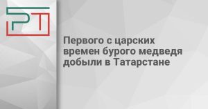 Первого с царских времен бурого медведя добыли в Татарстане