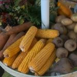 Кукуруза из Татарстана смогла пройти проверку стандартами качества