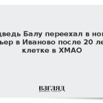 Медведь Балу переехал в новый вольер в Иваново после 20 лет в клетке в ХМАО