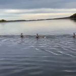 Трогательный заплыв: косуля и трое детенышей переплыли Волгу в Татарстане — видео