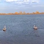 «Настоящие герои — не в кино»: в Татарстане спасли двух краснокнижных лебедей — видео