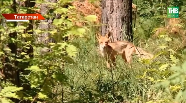 В Татарстане охотника наказали за добычу лисы без разрешения