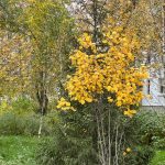 Последние теплые дни в Татарстане: арктический антициклон уже близко
