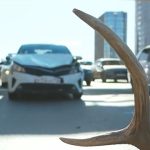 Редкий пятнистый олень погиб в Казани: почему лесные гости все чаще выходят к людям?
