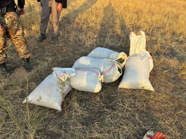 Жителей Жамбылской области поймали на сборе марихуаны