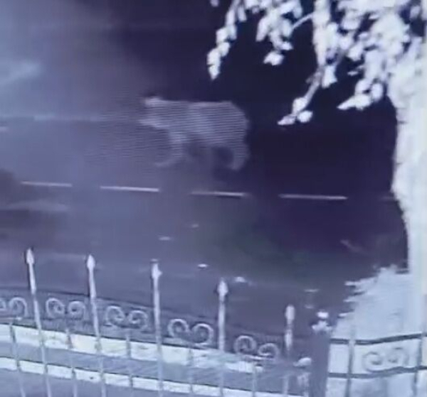 Вдруг в "засаде" сидит?