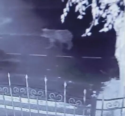 Вдруг в "засаде" сидит?